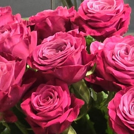 高橋英樹 目の保養になる鮮やかな薔薇の画像