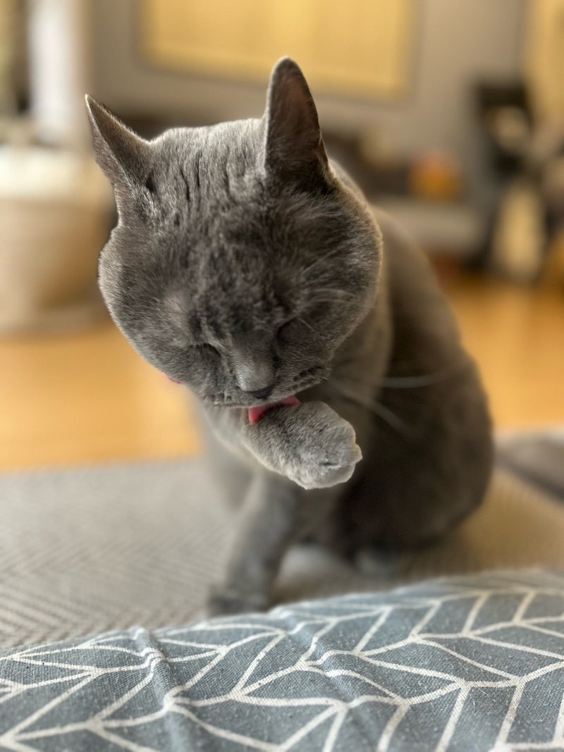 娘の英語のクラス分けが最悪な結果の画像