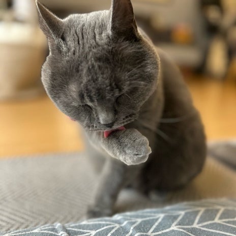 娘の英語のクラス分けが最悪な結果の画像