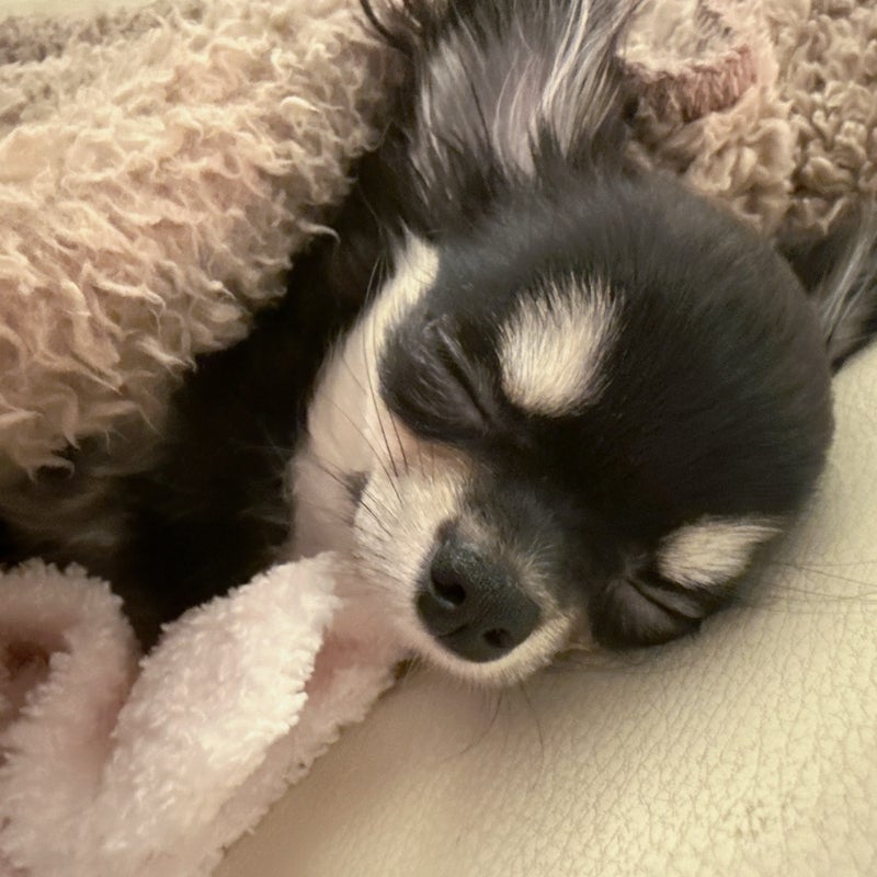 ルミ子 8ヶ月振りに戻ってきた愛犬の画像