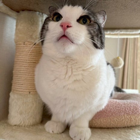 心配になる猫の鼻の色の変化の画像