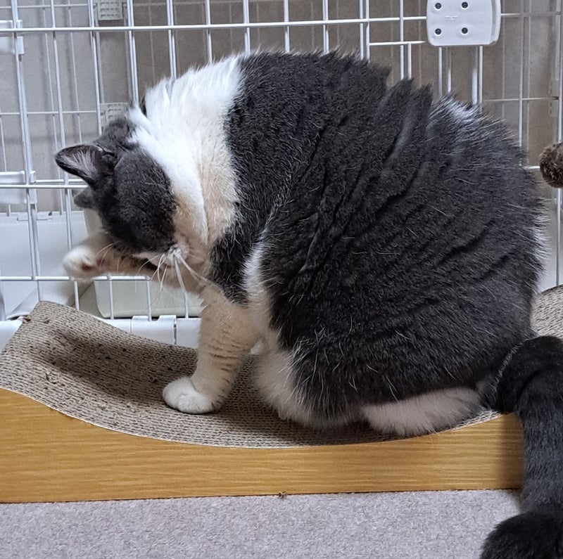 ヤモリが怖くて眠れず睡眠不足の日の画像
