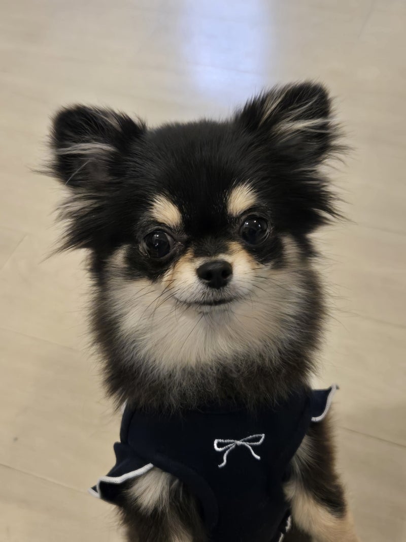 小さな保護犬の1人おもちゃ遊びの画像