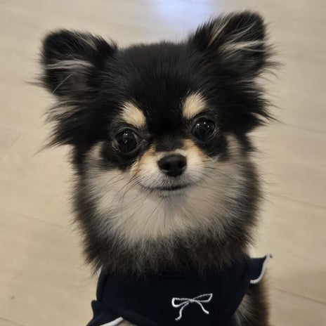 小さな保護犬の1人おもちゃ遊びの画像