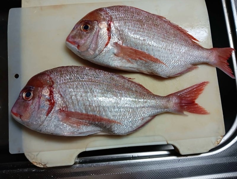 義両親からお裾分けされた立派な鯛の画像