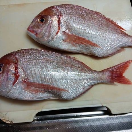 義両親からお裾分けされた立派な鯛の画像
