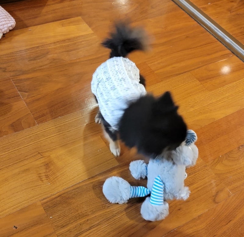 モト冬樹 オモチャ大好きな愛犬の画像