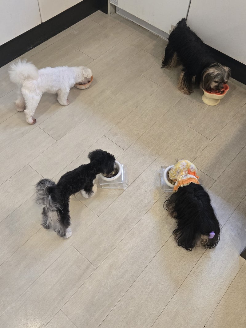 一番バタバタな朝ごはんの時間の画像