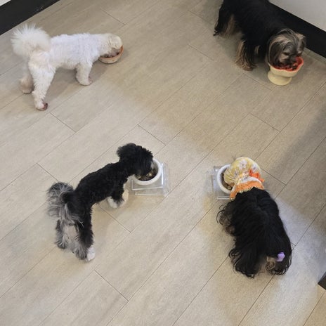 一番バタバタな朝ごはんの時間の画像