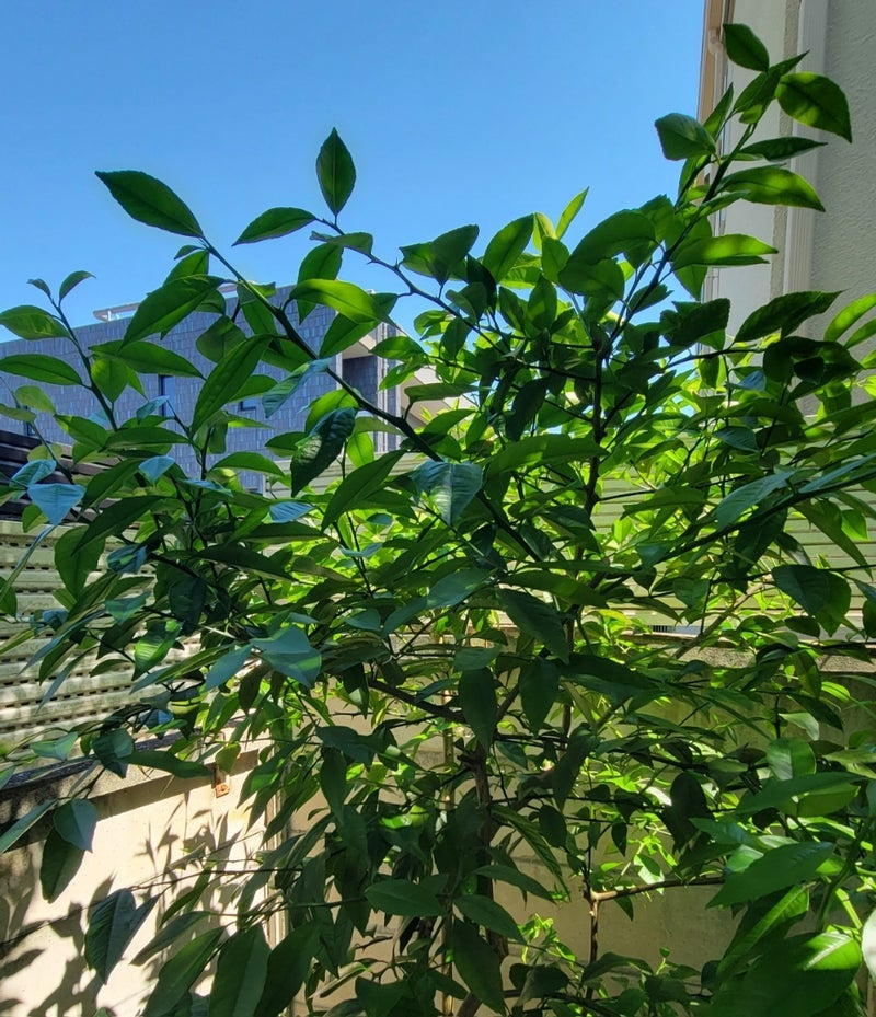 モト冬樹 花が咲かないレモンの木の画像
