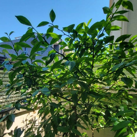 モト冬樹 花が咲かないレモンの木の画像