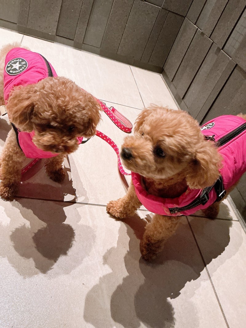 渡辺美奈代 愛犬との夜のお散歩の画像