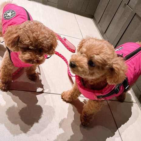 渡辺美奈代 愛犬との夜のお散歩の画像