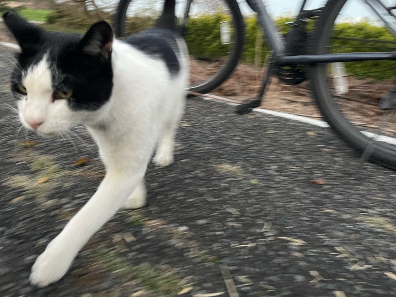 原田龍二 愛猫と戯れた後にランの画像