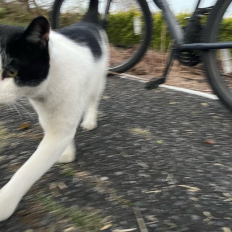 原田龍二 愛猫と戯れた後にランの画像