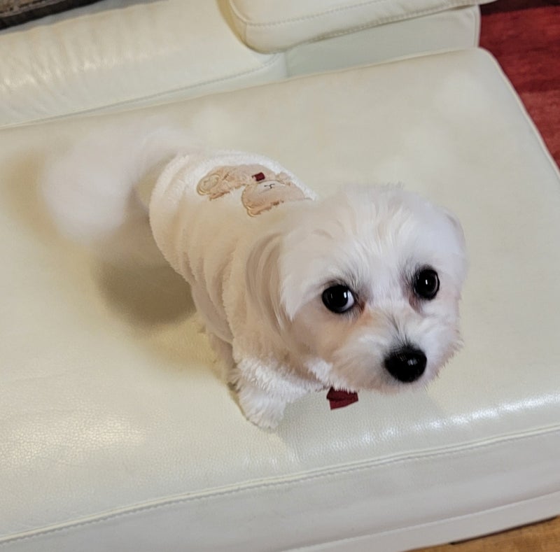 モト冬樹 愛犬のユーモラスな表情の画像