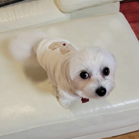 モト冬樹 愛犬のユーモラスな表情の画像