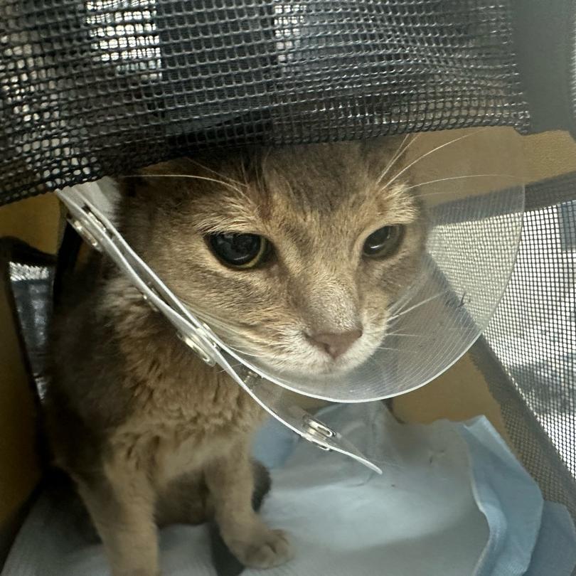 桃 愛猫緊急入院し止まらない涙の画像
