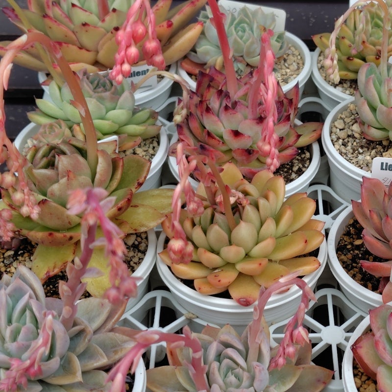 株式贈与の手続きでまたもや残高不足の画像