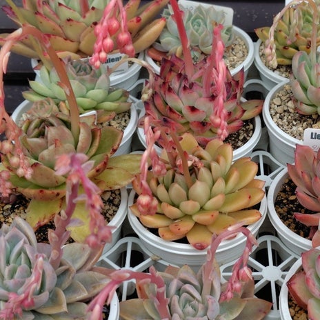 株式贈与の手続きでまたもや残高不足の画像