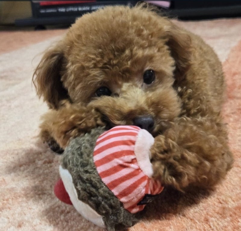 モト冬樹 飼い主を独り占めする愛犬の画像