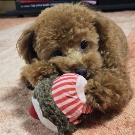 モト冬樹 飼い主を独り占めする愛犬の画像