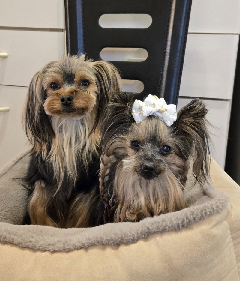 トリミングまで数日のブラッシングの画像