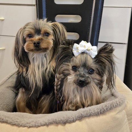 トリミングまで数日のブラッシングの画像