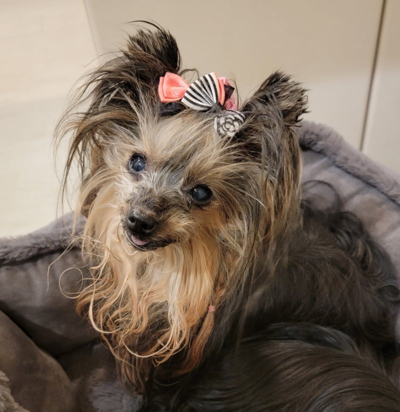 モト冬樹 譲渡した愛犬への思いの画像