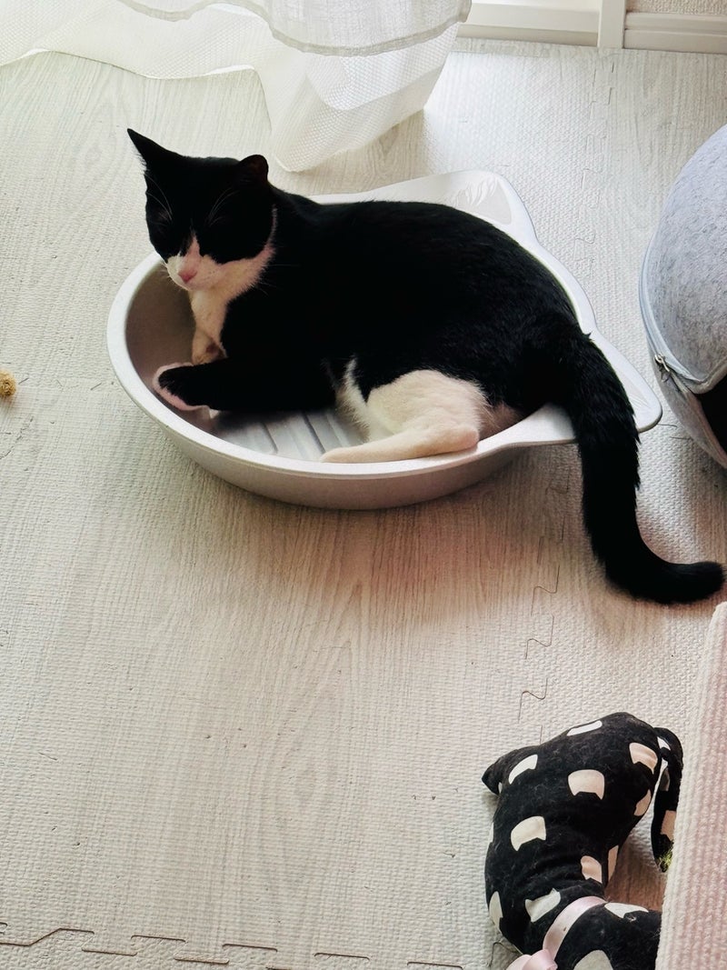 松居直美 愛猫のお気に入りの猫鍋の画像