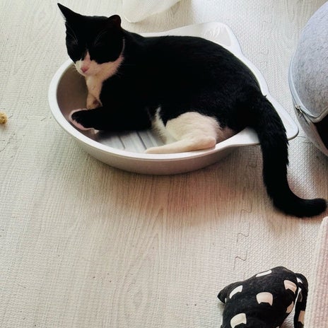 松居直美 愛猫のお気に入りの猫鍋の画像