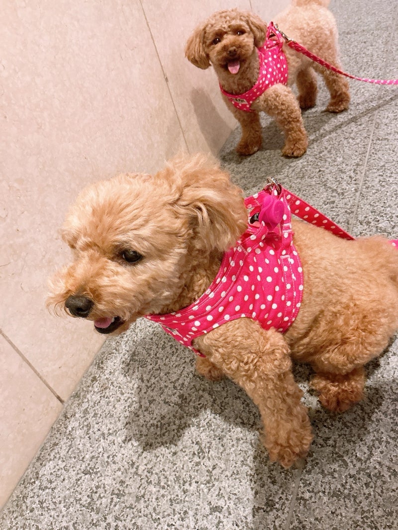 渡辺美奈代 愛犬が早めに退散の画像