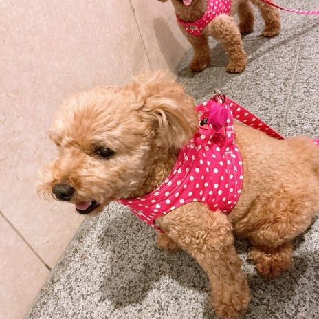 渡辺美奈代 愛犬が早めに退散の画像