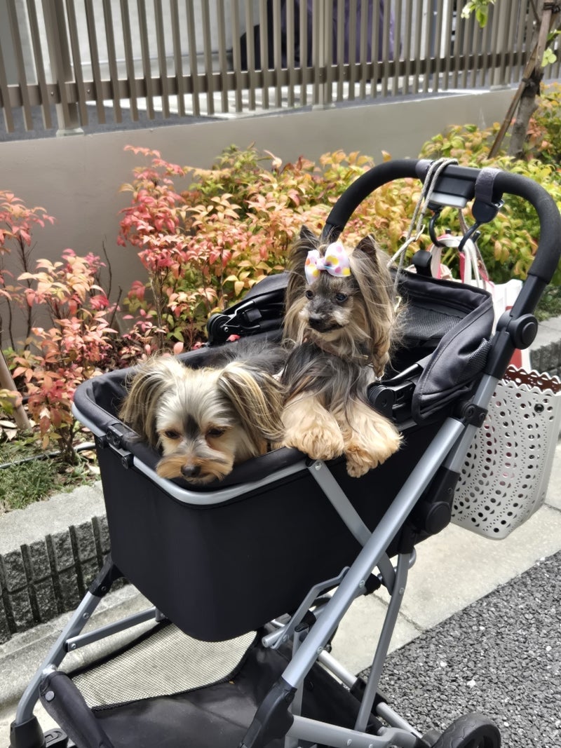 一人でも楽々で簡単なペットカートの画像