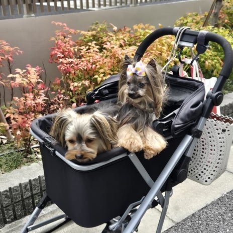 一人でも楽々で簡単なペットカートの画像
