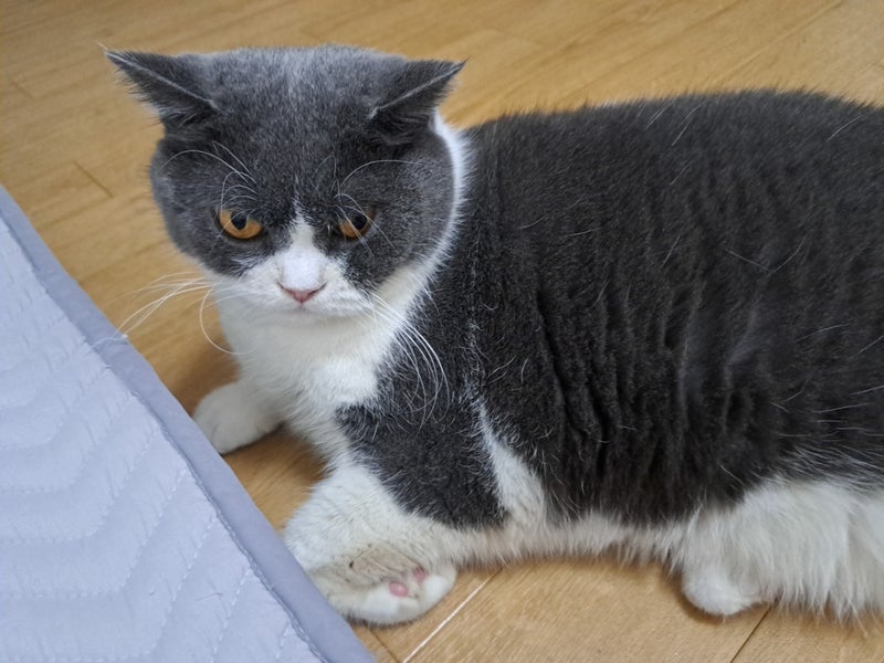 美味しかった柔らかいひれかつサンドの画像
