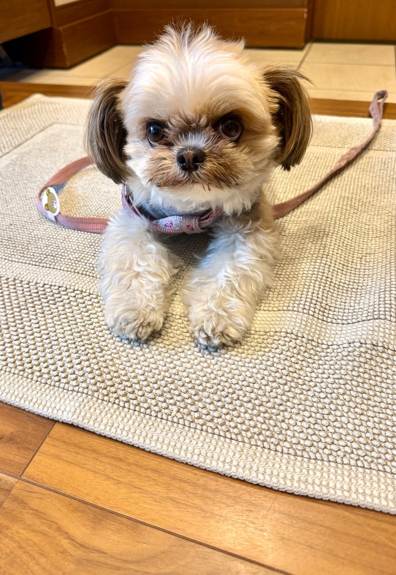 田中健 愛犬と肉フェスへお出かけの画像