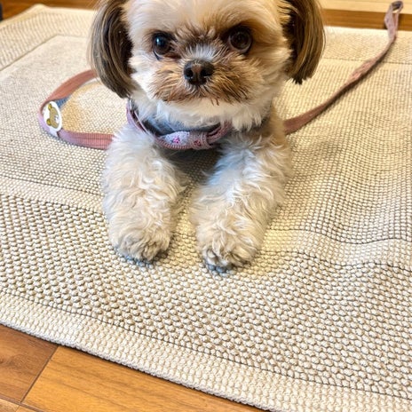 田中健 愛犬と肉フェスへお出かけの画像
