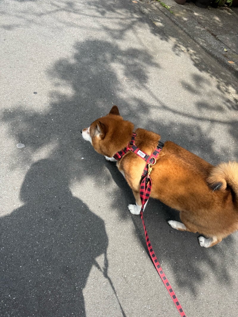 体力がない母さんが侵した大失態の画像