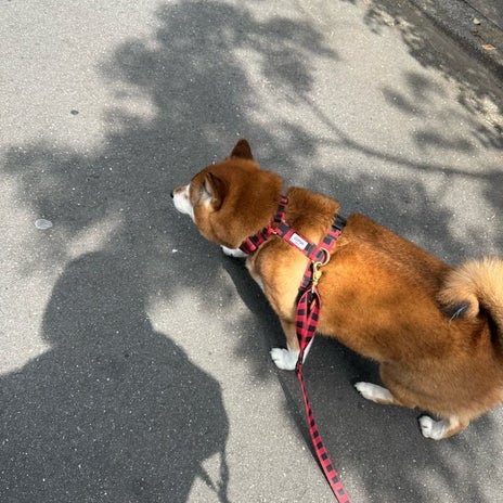 体力がない母さんが侵した大失態の画像