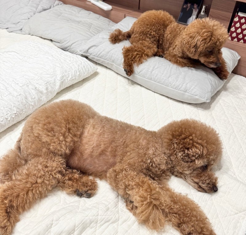 娘が無事帰宅した後の私の疲れの画像