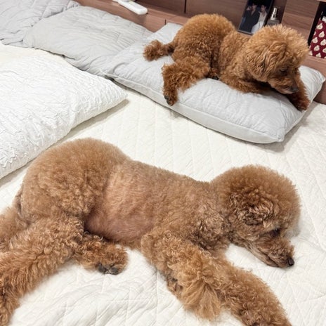 娘が無事帰宅した後の私の疲れの画像