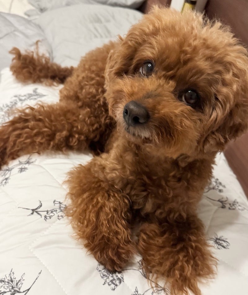 ママ依存が強すぎるワガママな愛犬の画像
