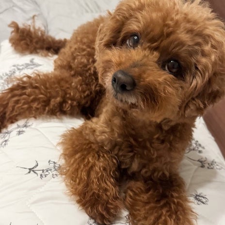 ママ依存が強すぎるワガママな愛犬の画像