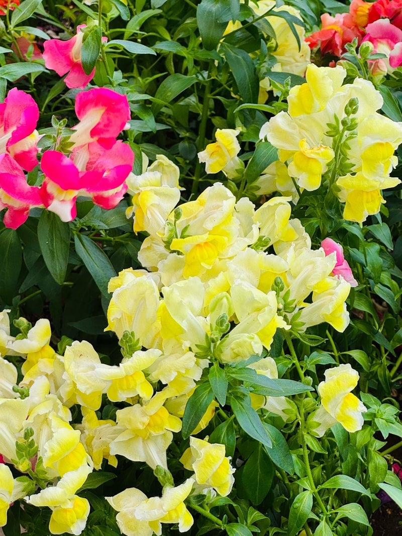 だいた 10年経て変化した注射嫌いの画像