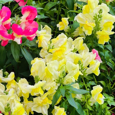 だいた 10年経て変化した注射嫌いの画像