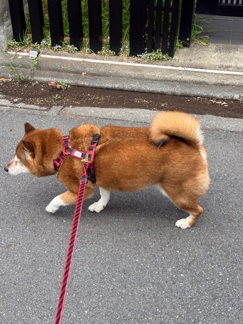 歩幅を合わせた犬との癒しの時間の画像