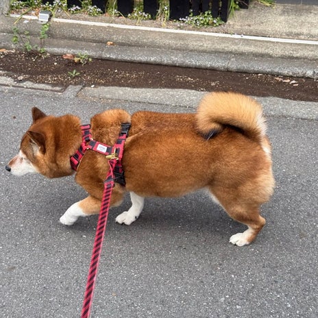 歩幅を合わせた犬との癒しの時間の画像