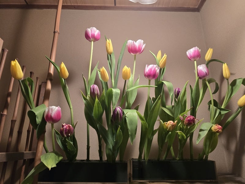 高橋英樹 壬生のお迎え花チューリップの画像