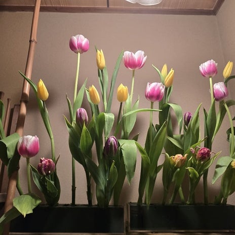 高橋英樹 壬生のお迎え花チューリップの画像